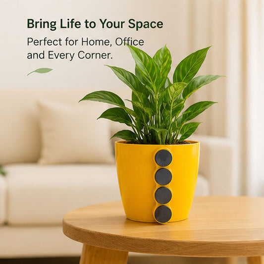 Magnetic Plant Pot Combo Pack of 3 for Home Décor