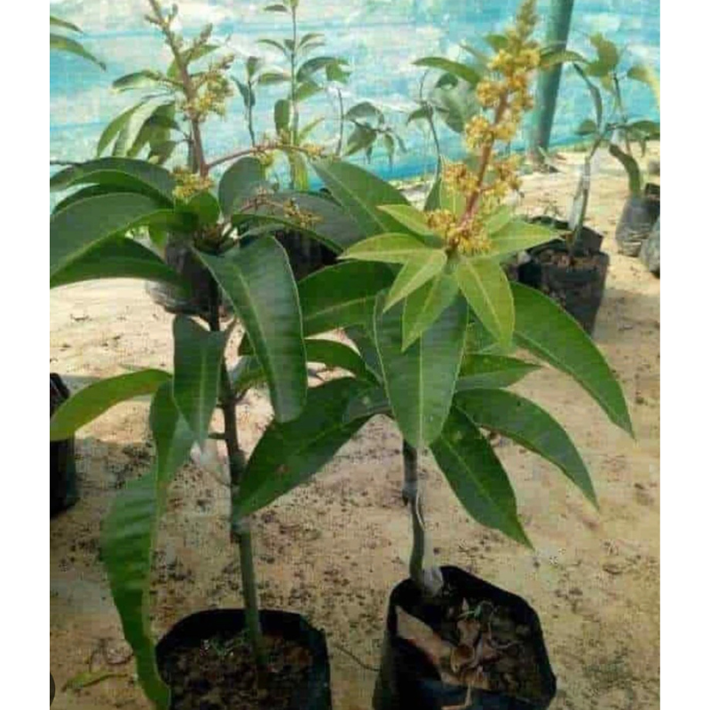 All Time Mango Live Fruit Plant Tree