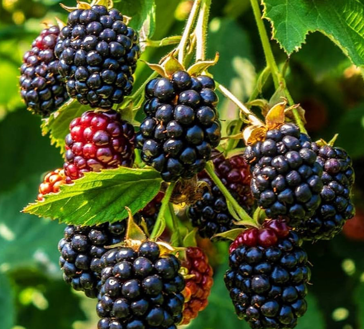 Black berry (Chester)