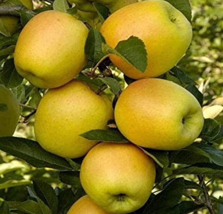 Dorset Golden Apple (M-9)