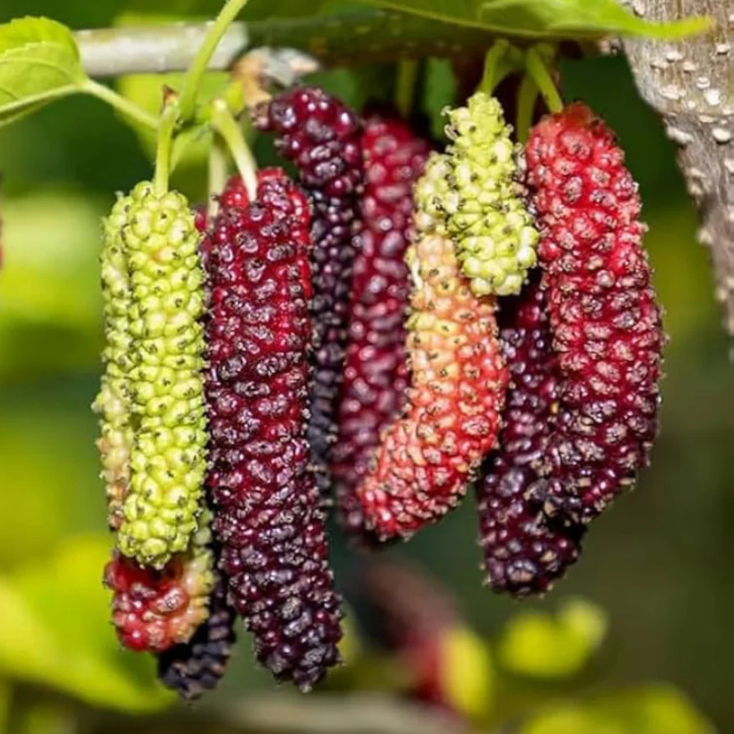 Black Long Mulberry Live Fruit Plant