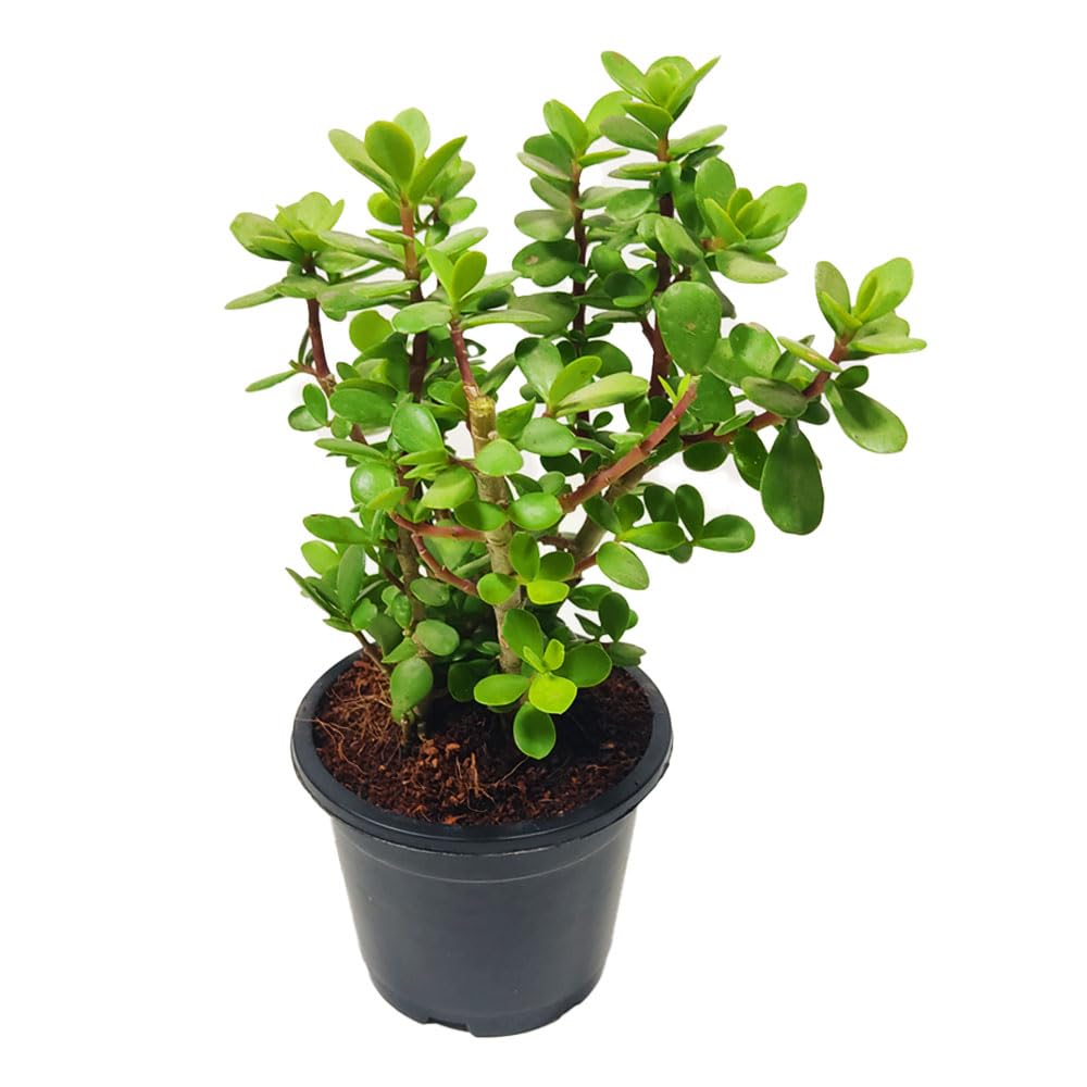 jade plant