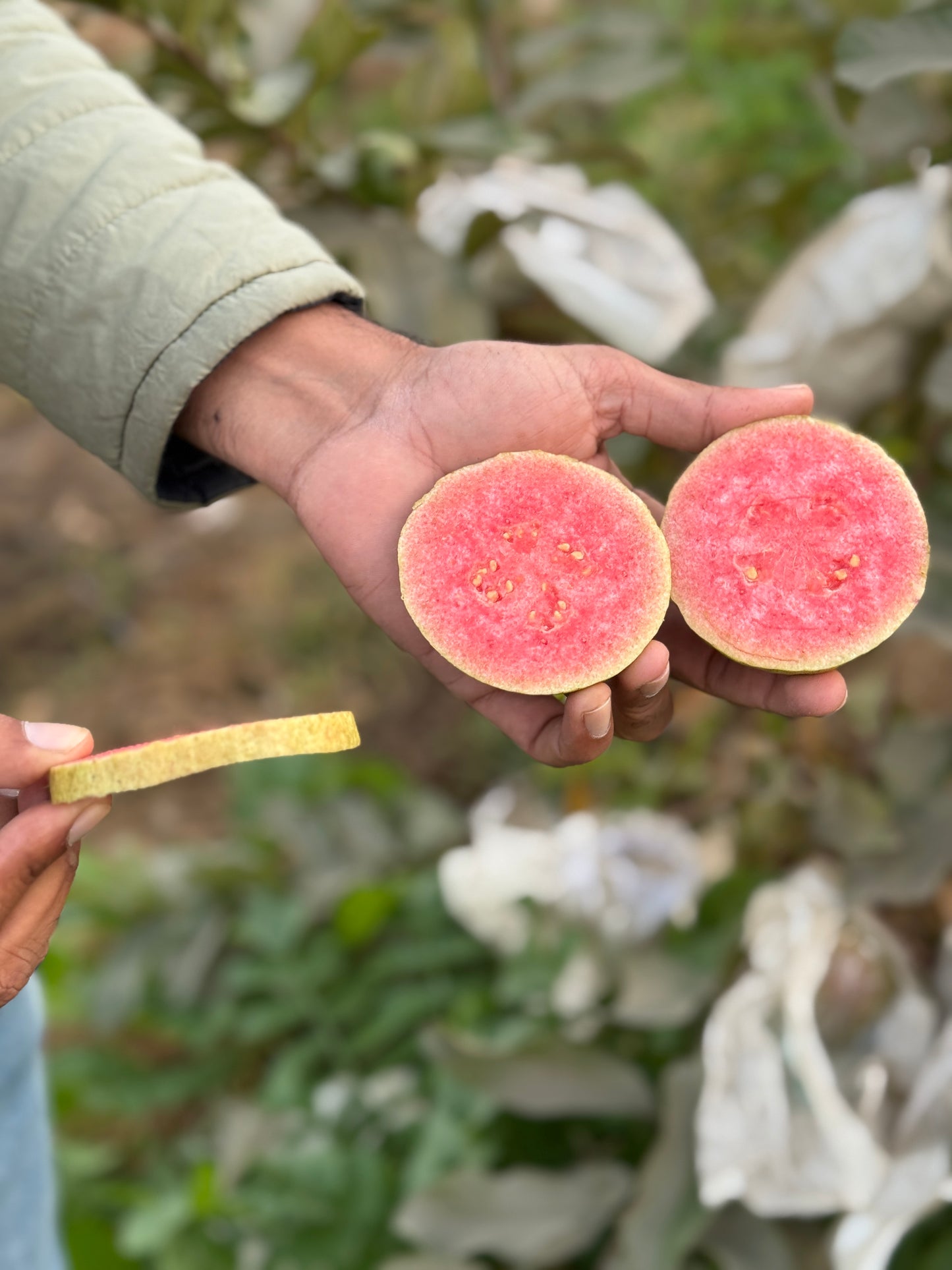 JHN-2 Guava