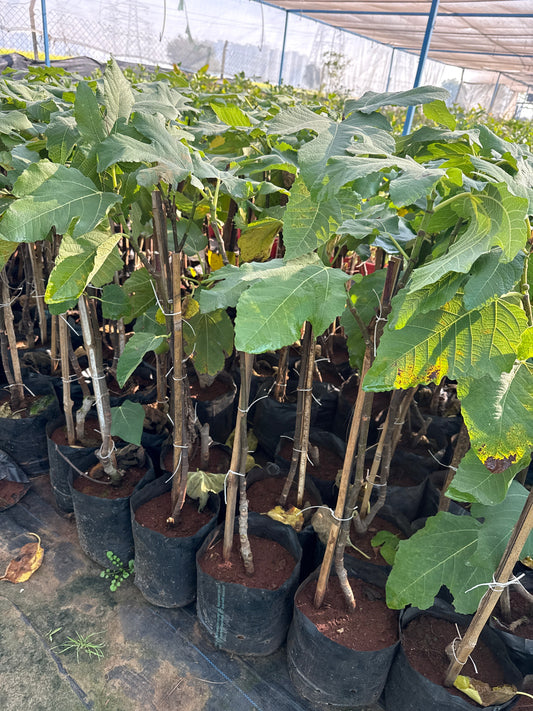 Puna Red Fig jaihindnursery