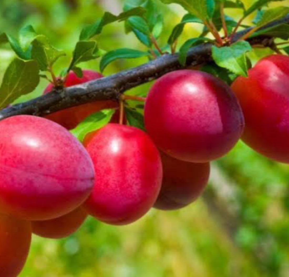 Aloo Bukhara (satluj purple)
