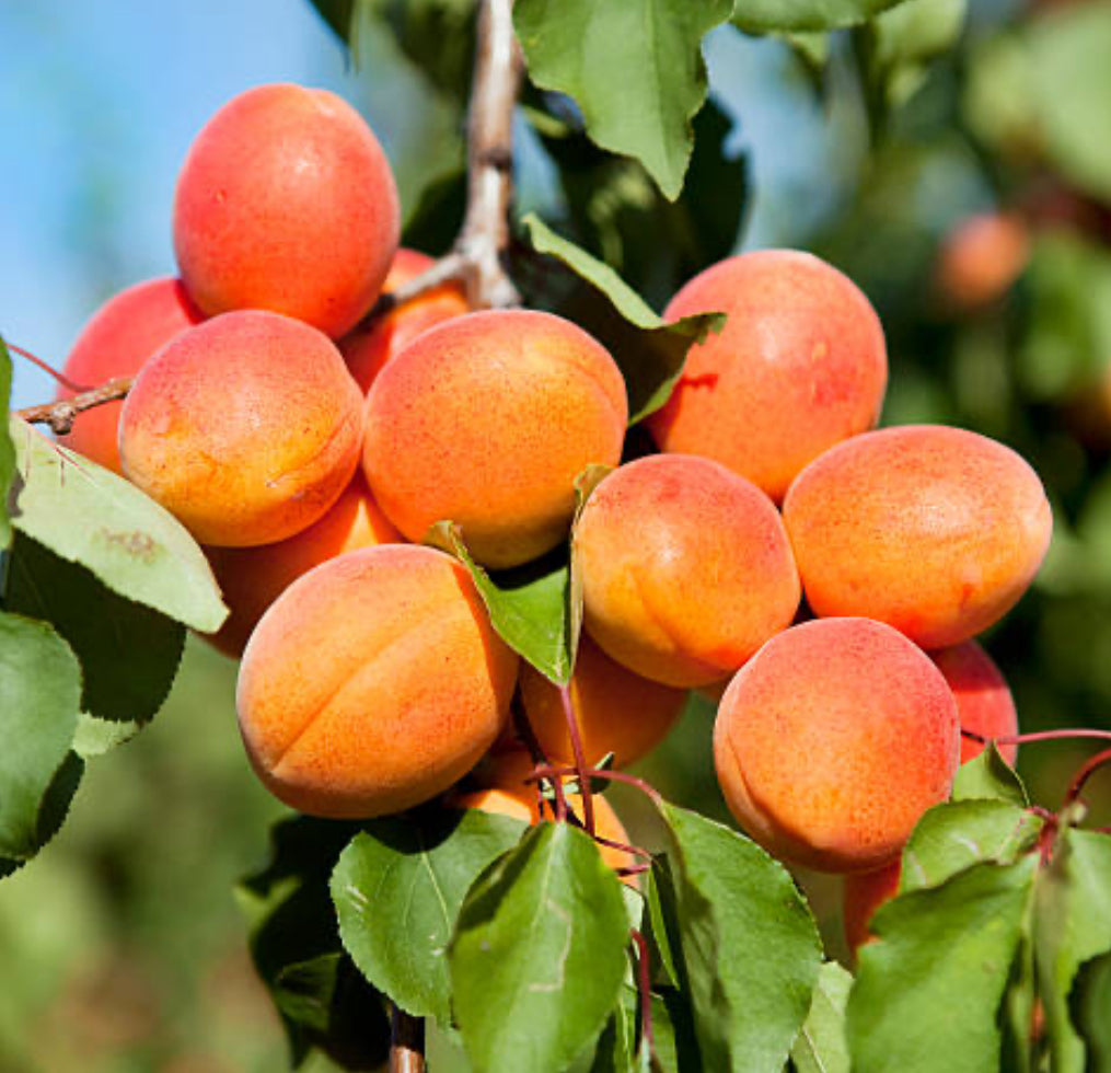 Khumani (Apricot)