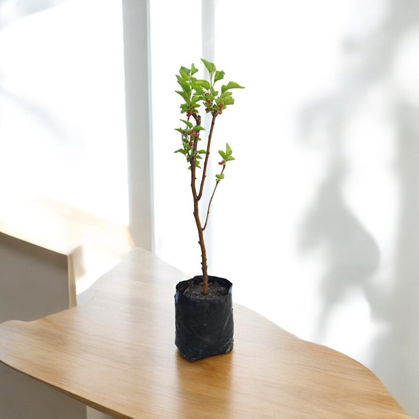 Chiang Mai 60 Mulberry Live Fruit Plant for Outdoor Garden - jaihindnursery