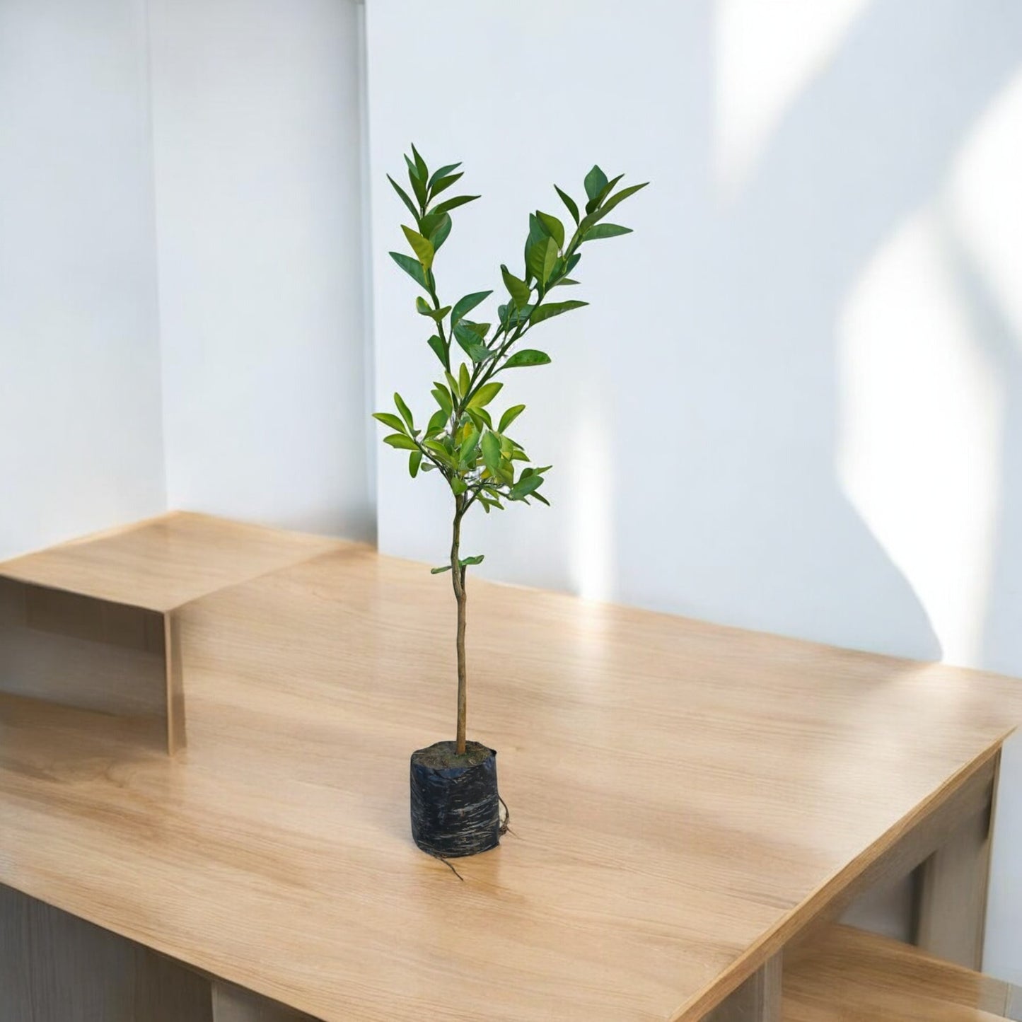 Mosmbi (Alemo-rootstock)