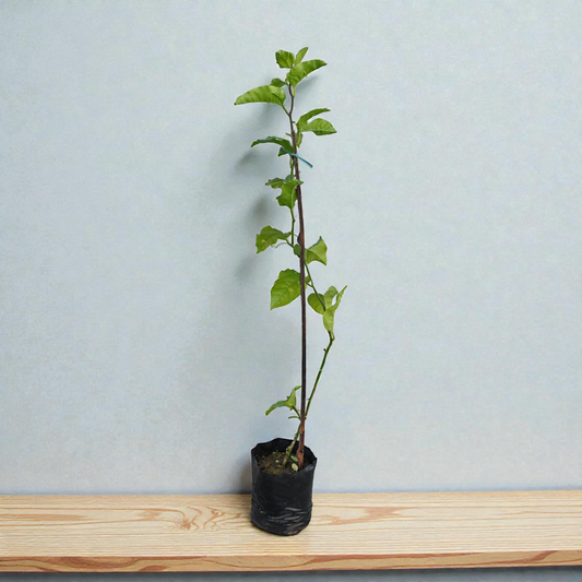 Passion Fruit Live Plant Climber Vine