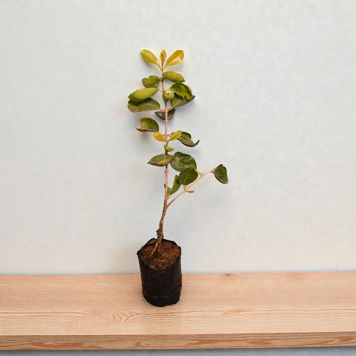 Thai King Jamun jaihindnursery