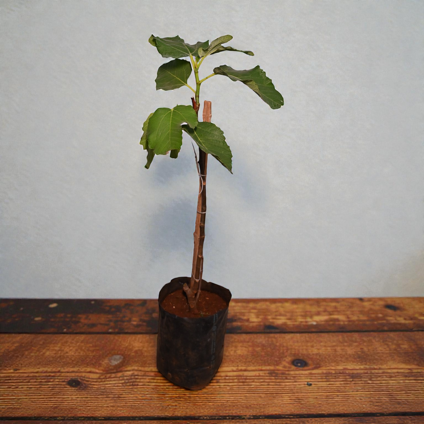 Pink Brazilian Fig Fruit Plant for Home Gardening jaihindnursery