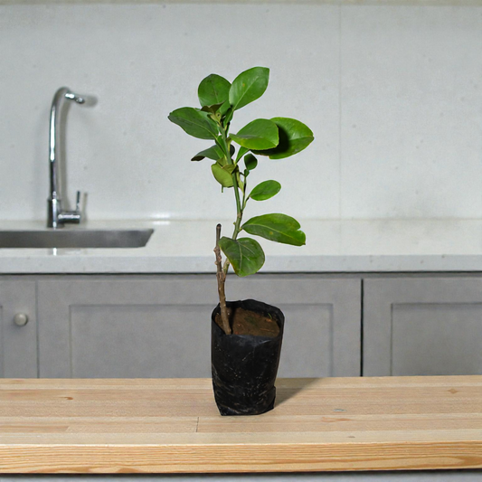 Pomalo (White) jaihindnursery