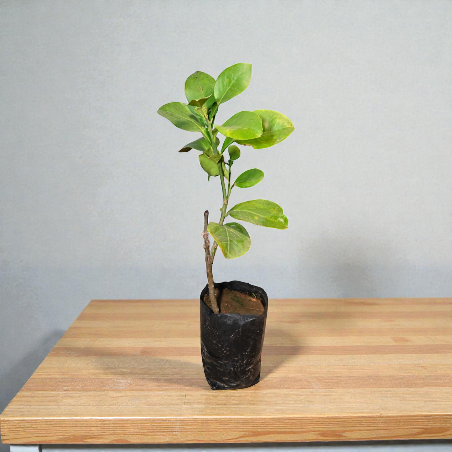 Pomalo (White) jaihindnursery