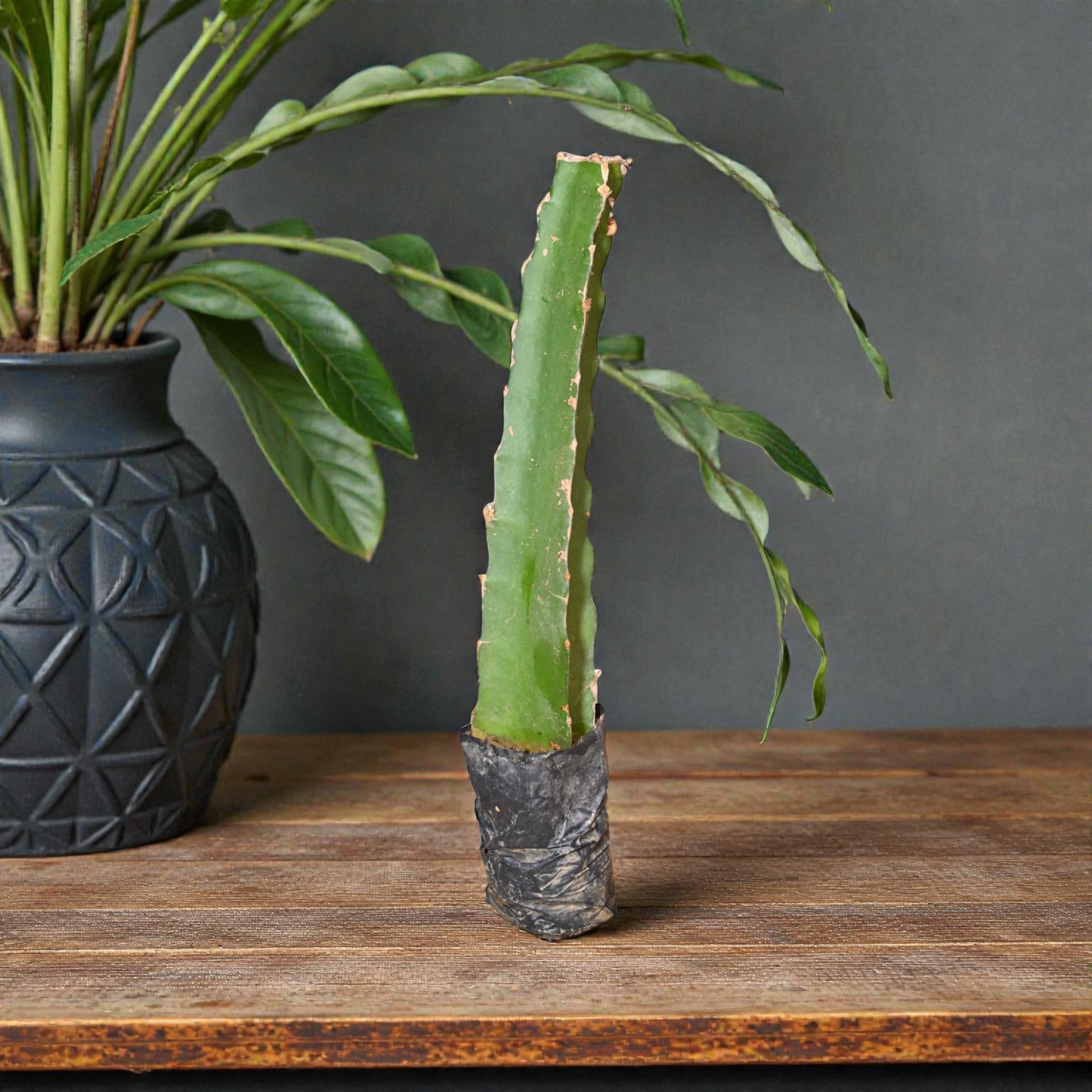 Pink Pulp Dragon IIHR-1