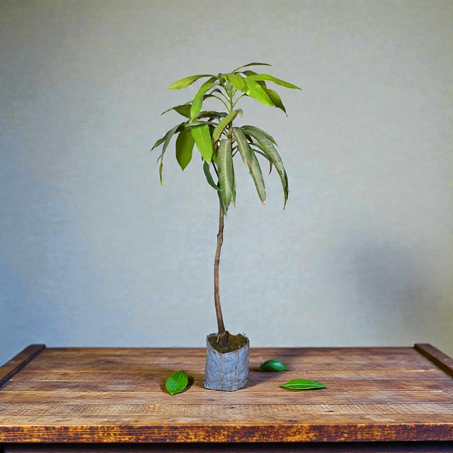 Miyazaki Mango - jaihindnursery