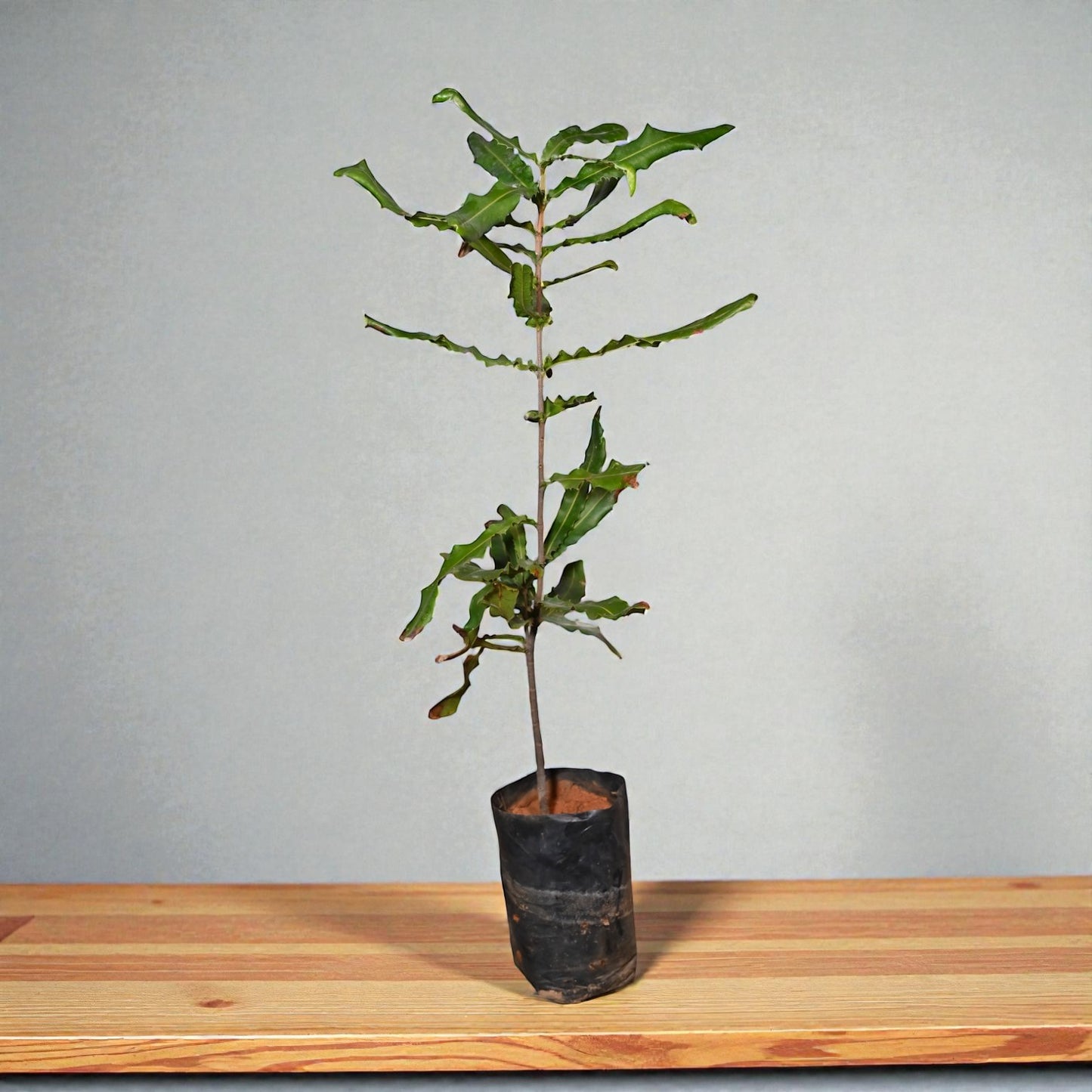 Macadamia Nut Live Fruit Plant Tree