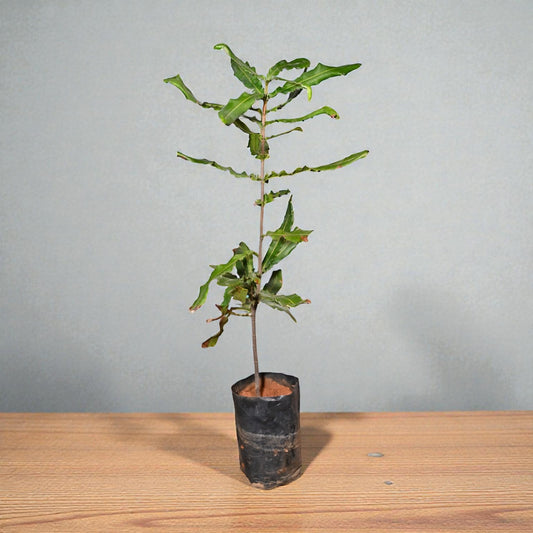 Macadamia Nut Live Fruit Plant Tree