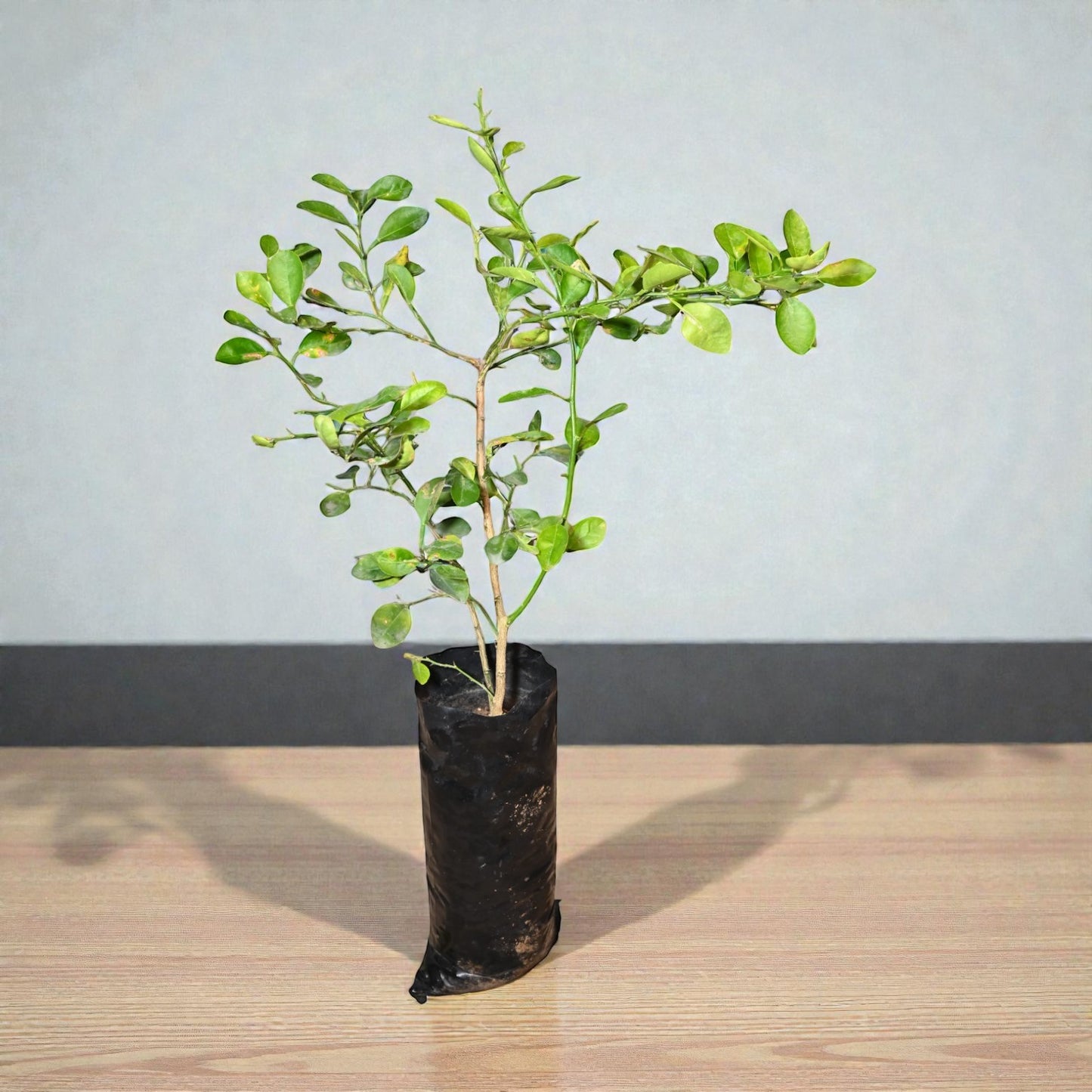 NRCC7 Lime Fruit Plant