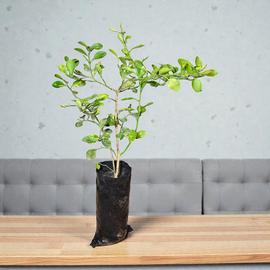 NRCC7 Lime Fruit Plant