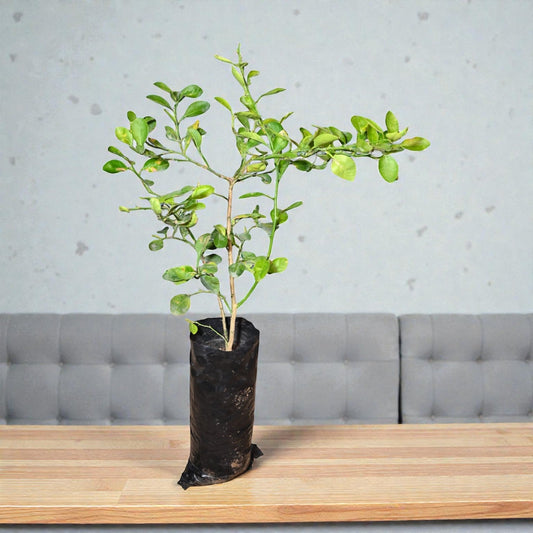 NRCC7 Lime Fruit Plant jaihindnursery
