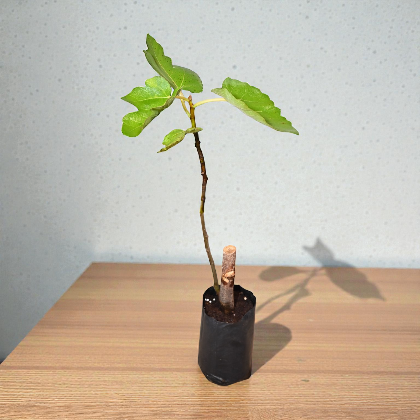 Puna Red Fig jaihindnursery