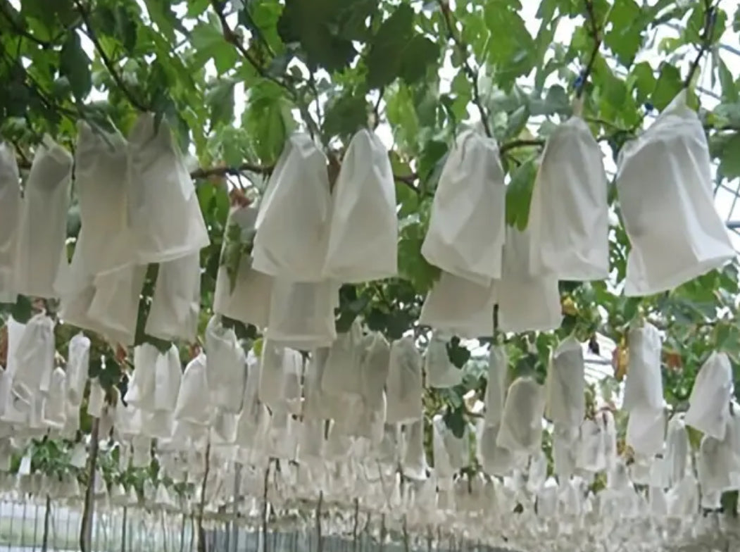 Crop Cover (Minimum 200 pcs)