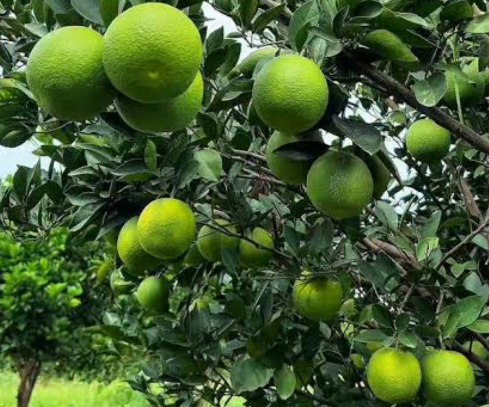 Mosmbi newseller (Alemo rootstock)