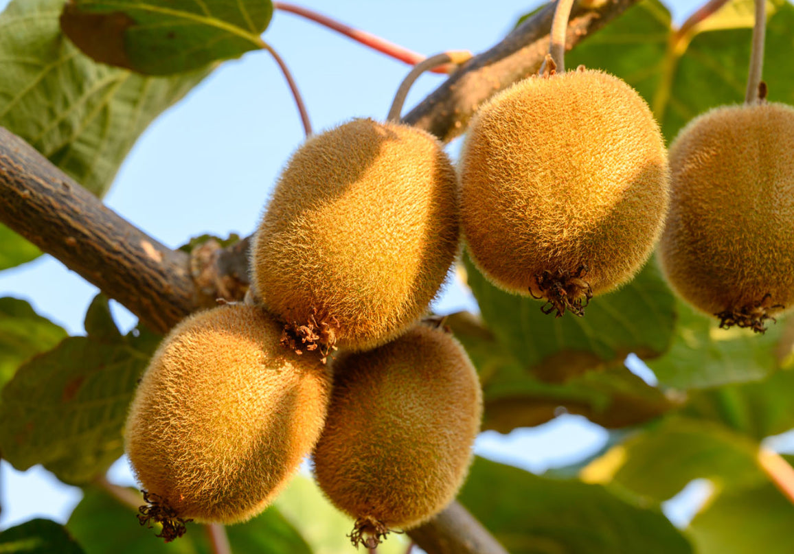 Kiwi 2 piece ( male/female )