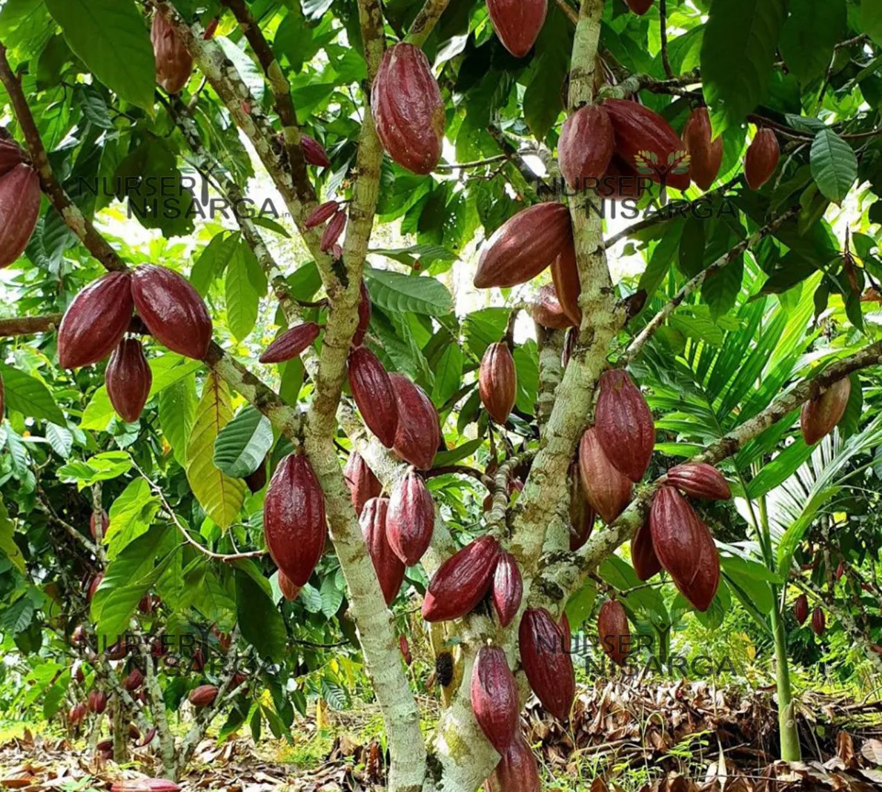 Coco fruit plant