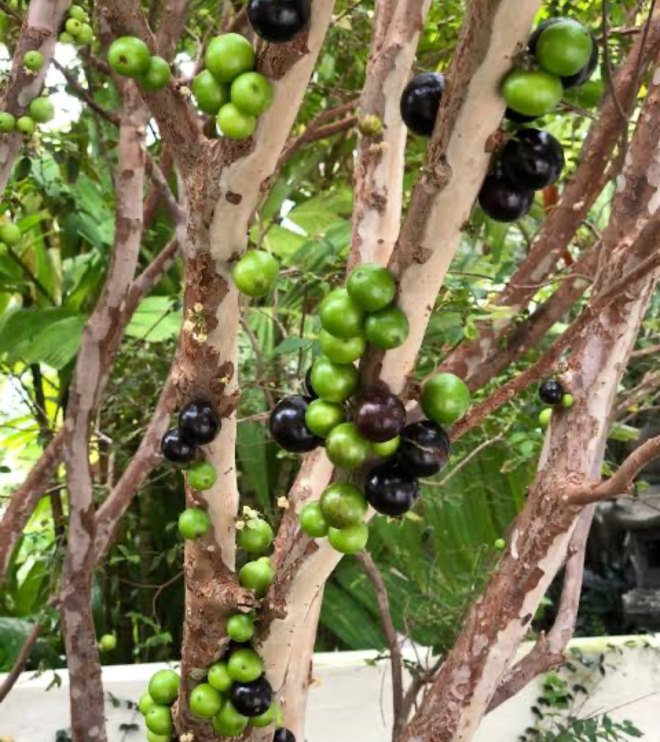 Jabuticaba Green Live Fruit Plant Tree