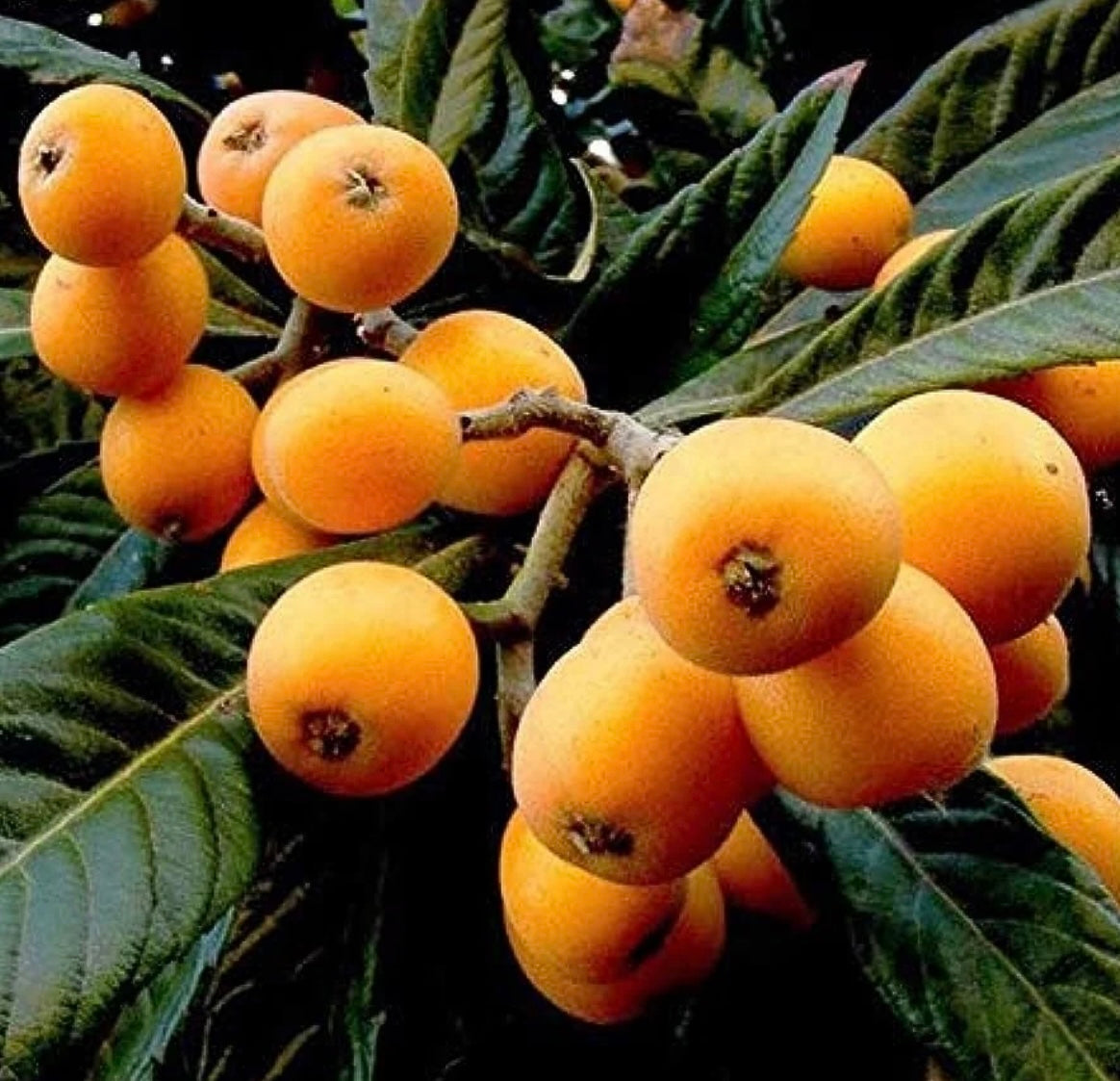 Loquat fruit