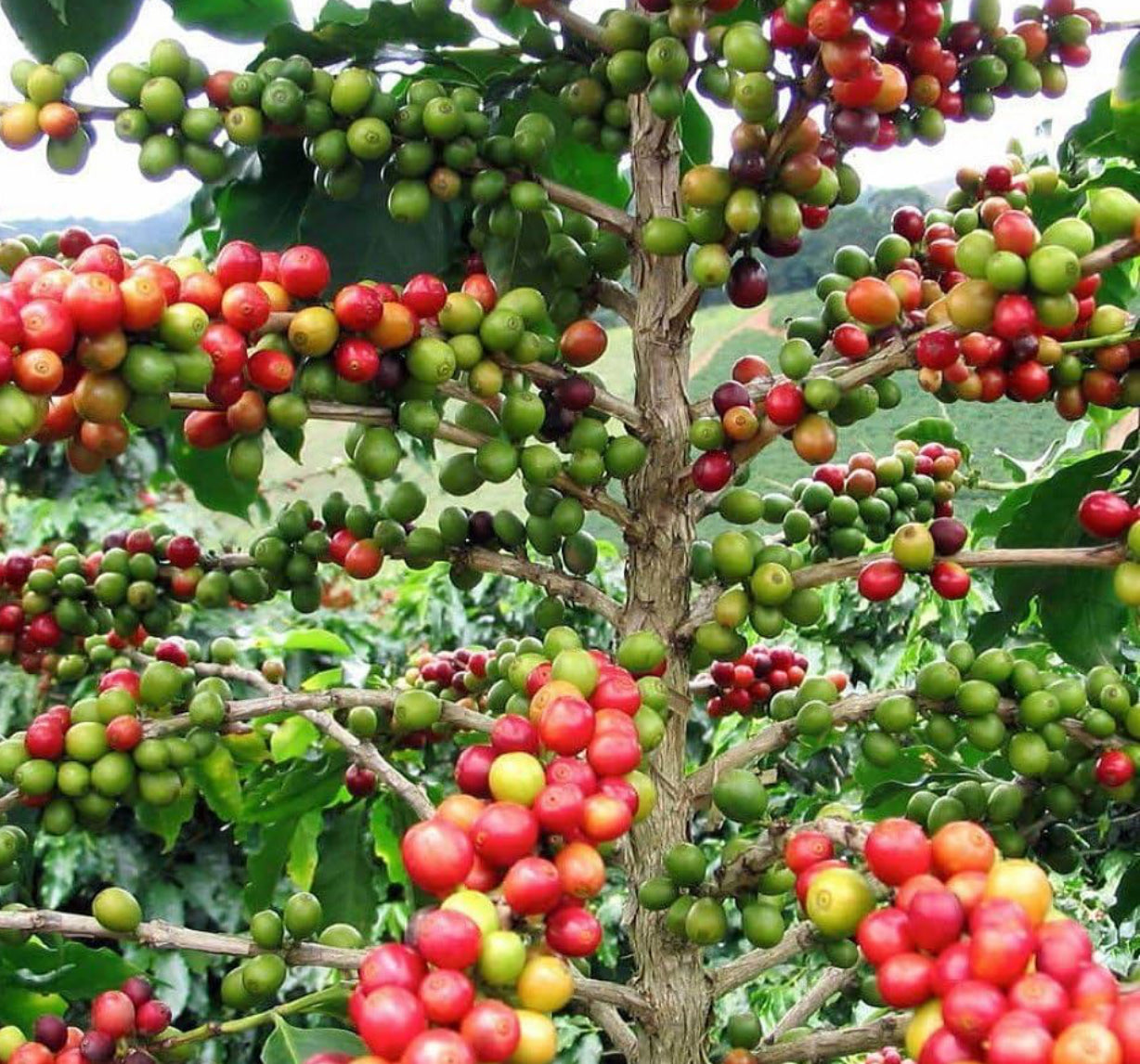 Coffee plant