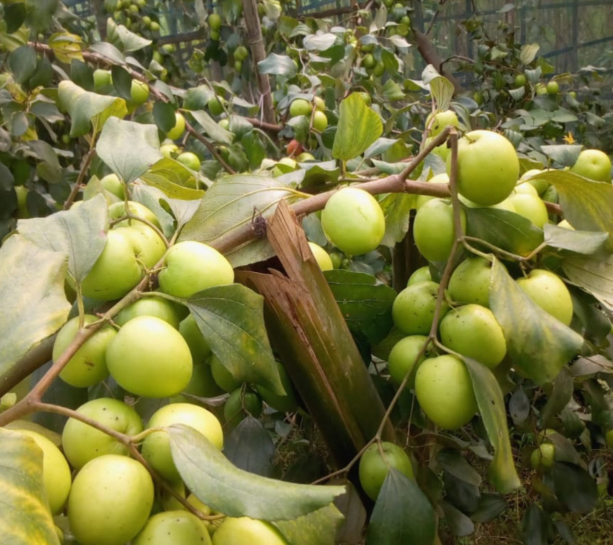 Apple Ber Green Live Fruit Plant Tree