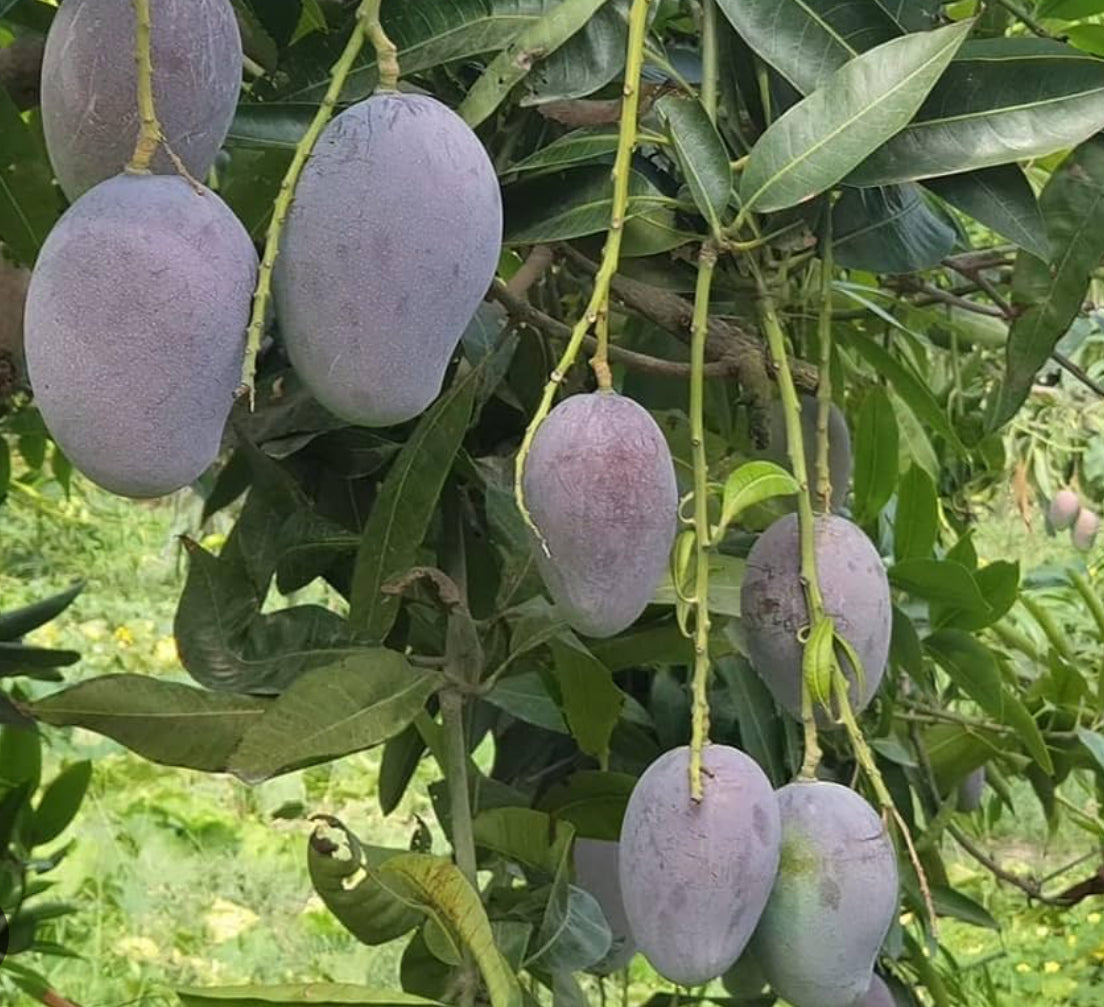 Ambika Mango Live Fruit Plant Tree