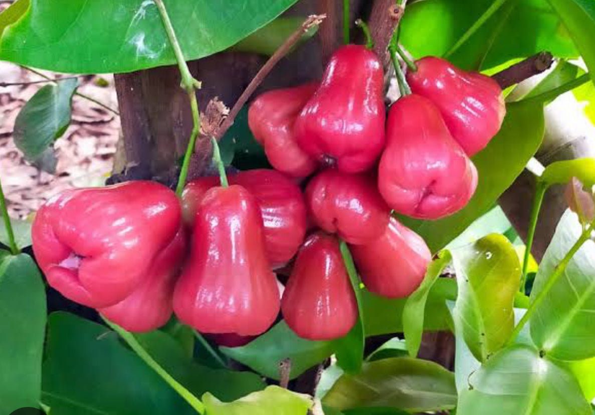 Water Apple Big Live Fruit Plant Tree