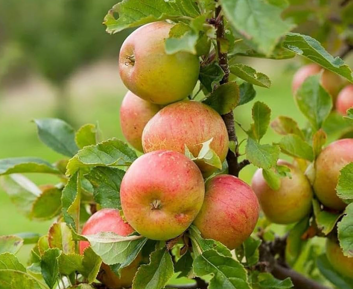 Tropical sweet Apple Rootstock (M-9)