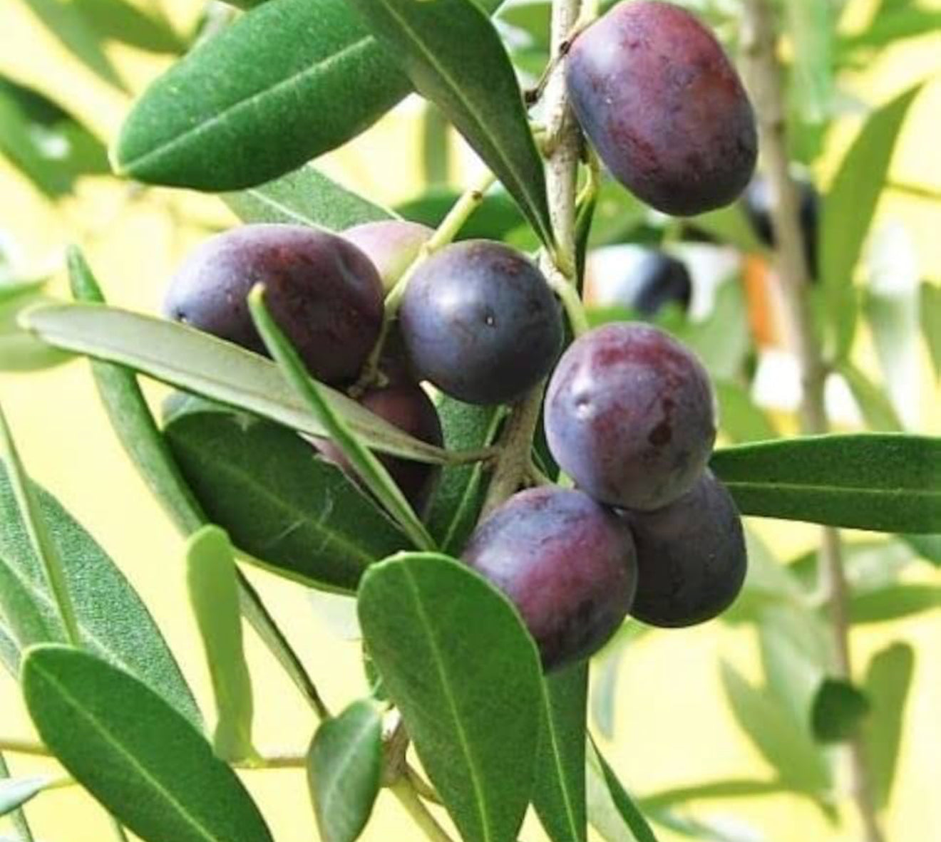 Olive plant indian