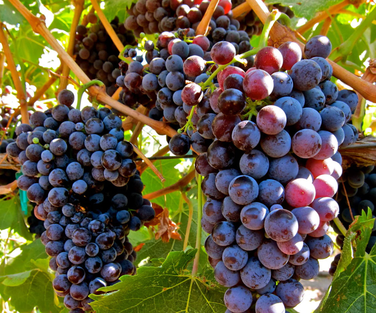 Purple grapes