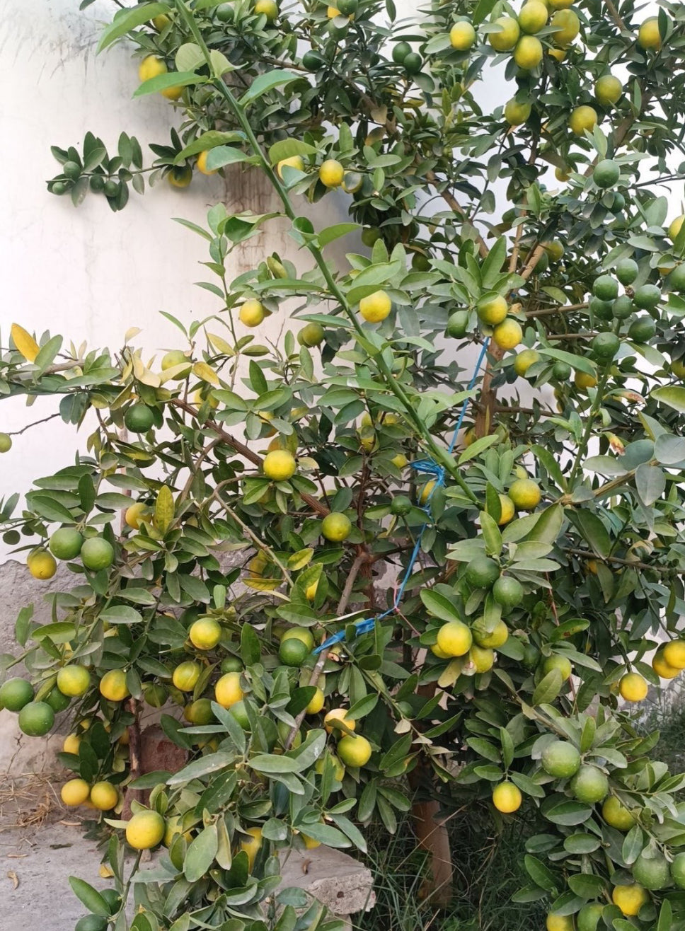 Kumbhkat Nimbu