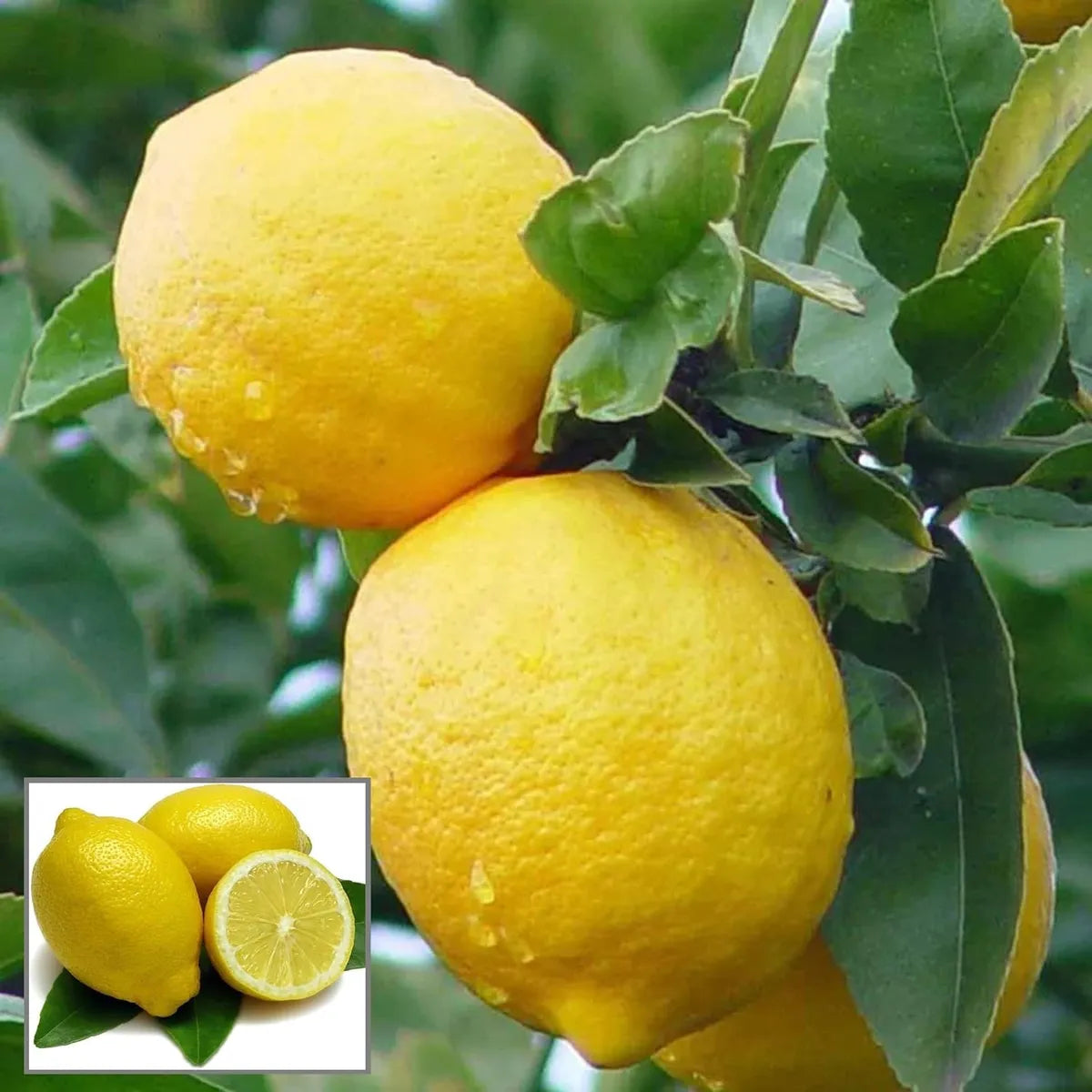 PDKV Bahar Lime jaihindnursery