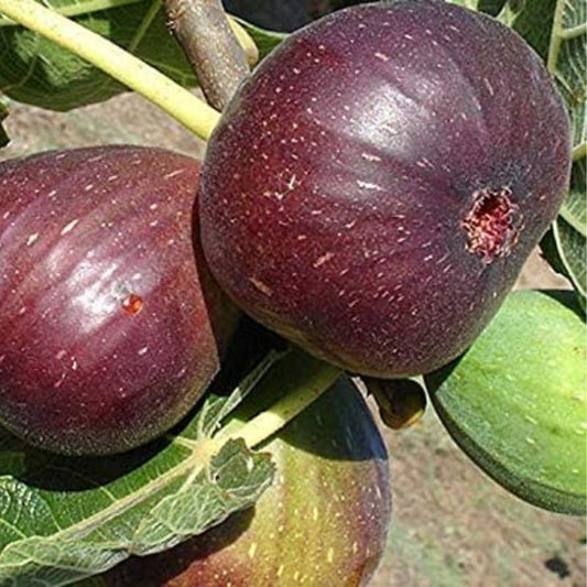 Puna Red Fig