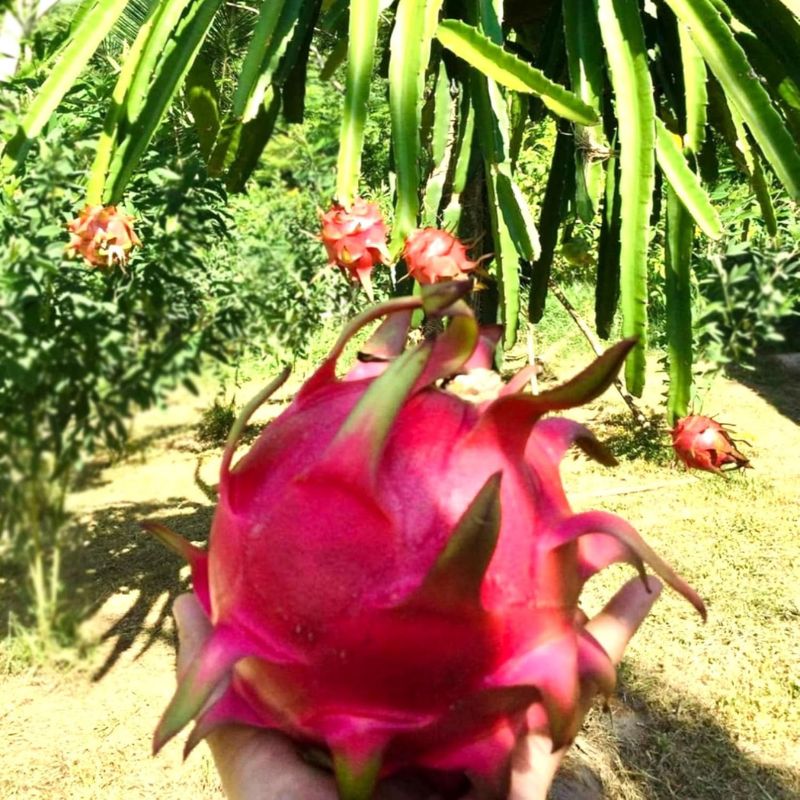 Moroccan Red Dragon Fruit