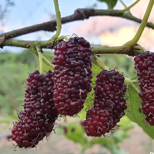 Chiang Mai Mulberry