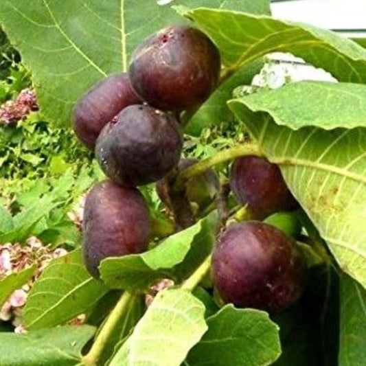Pink Brazilian Fig