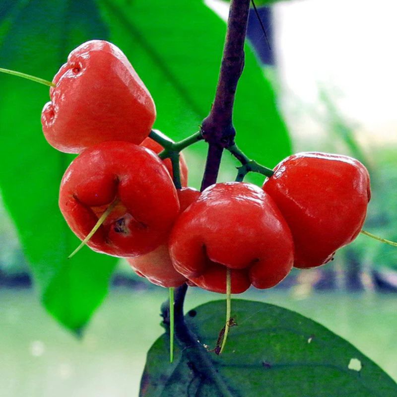 Water Apple (Mini) jaihindnursery