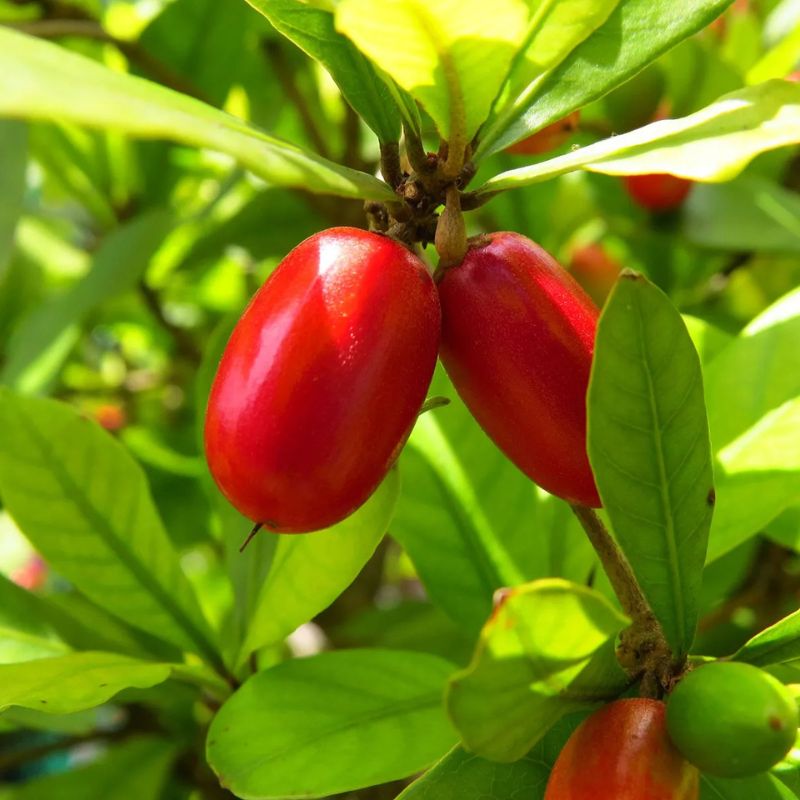 Miracle Fruit jaihindnursery