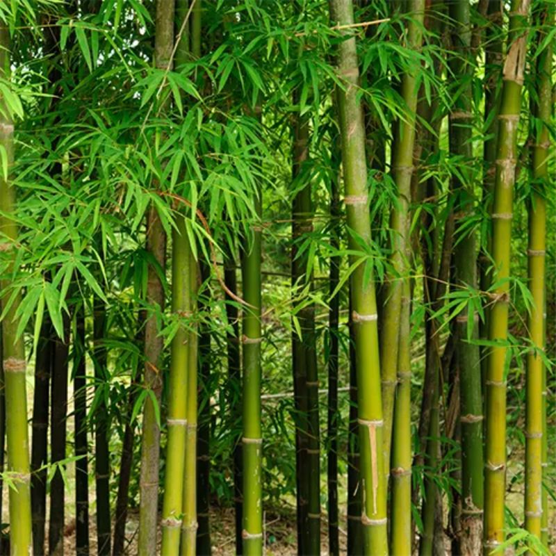 Bamboo (Tulda)