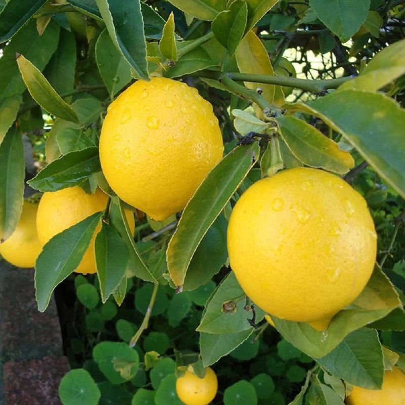 Fule Sharbati Lime jaihindnursery