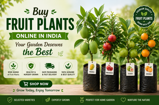Buy Fruit Plants Online in India — Your Garden Deserves the Best