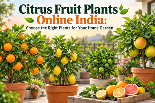 Citrus Fruit Plants Online India: Choose the Right Plants for Your Home Garden 